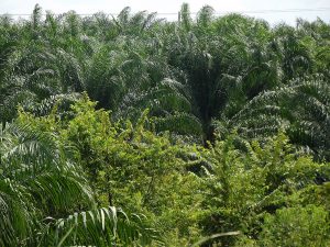 African palm cultivation © SIPAZ, archive